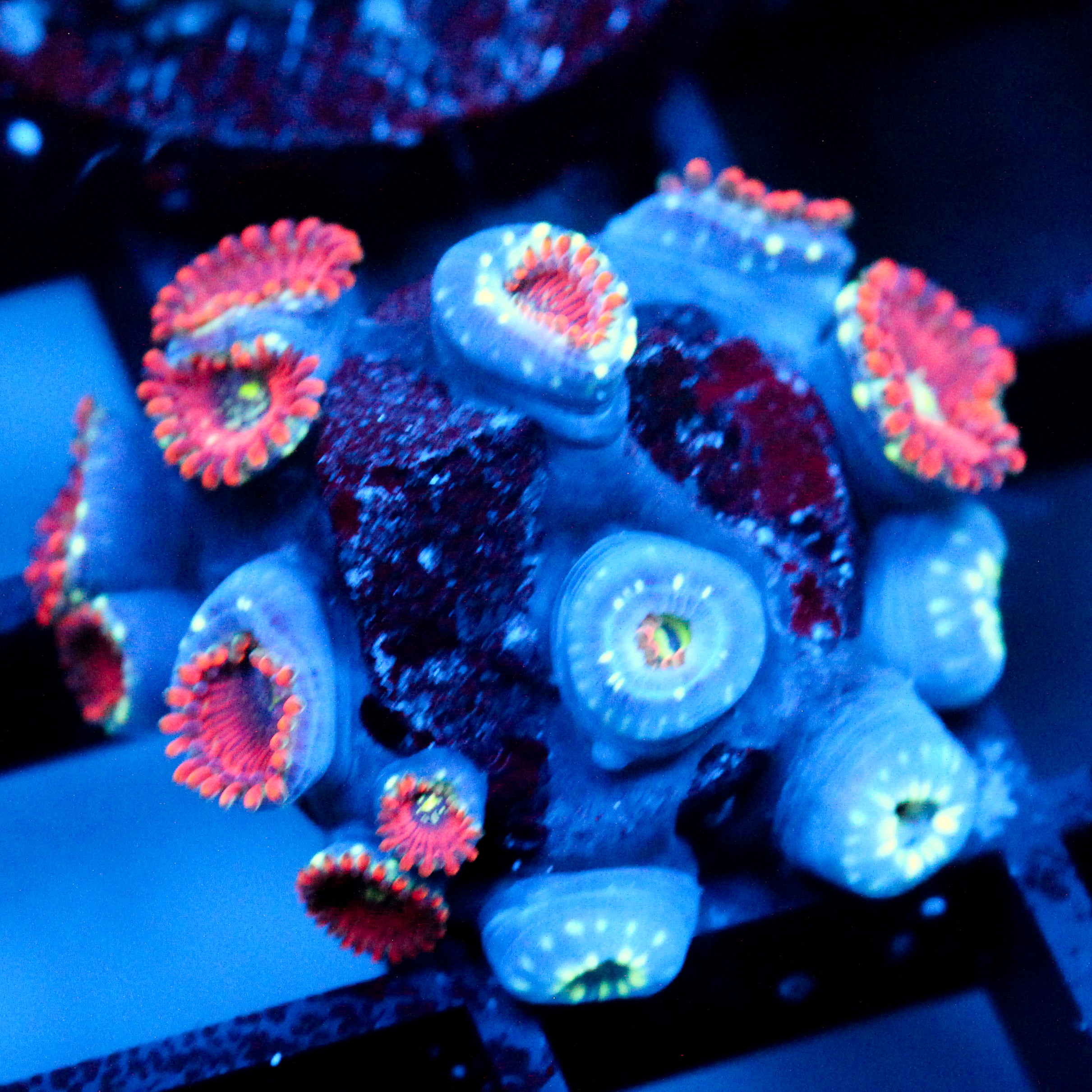 JC Magician's Zoanthid Chunk