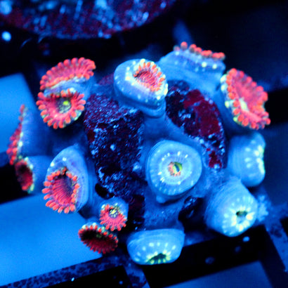 JC Magician's Zoanthid Chunk