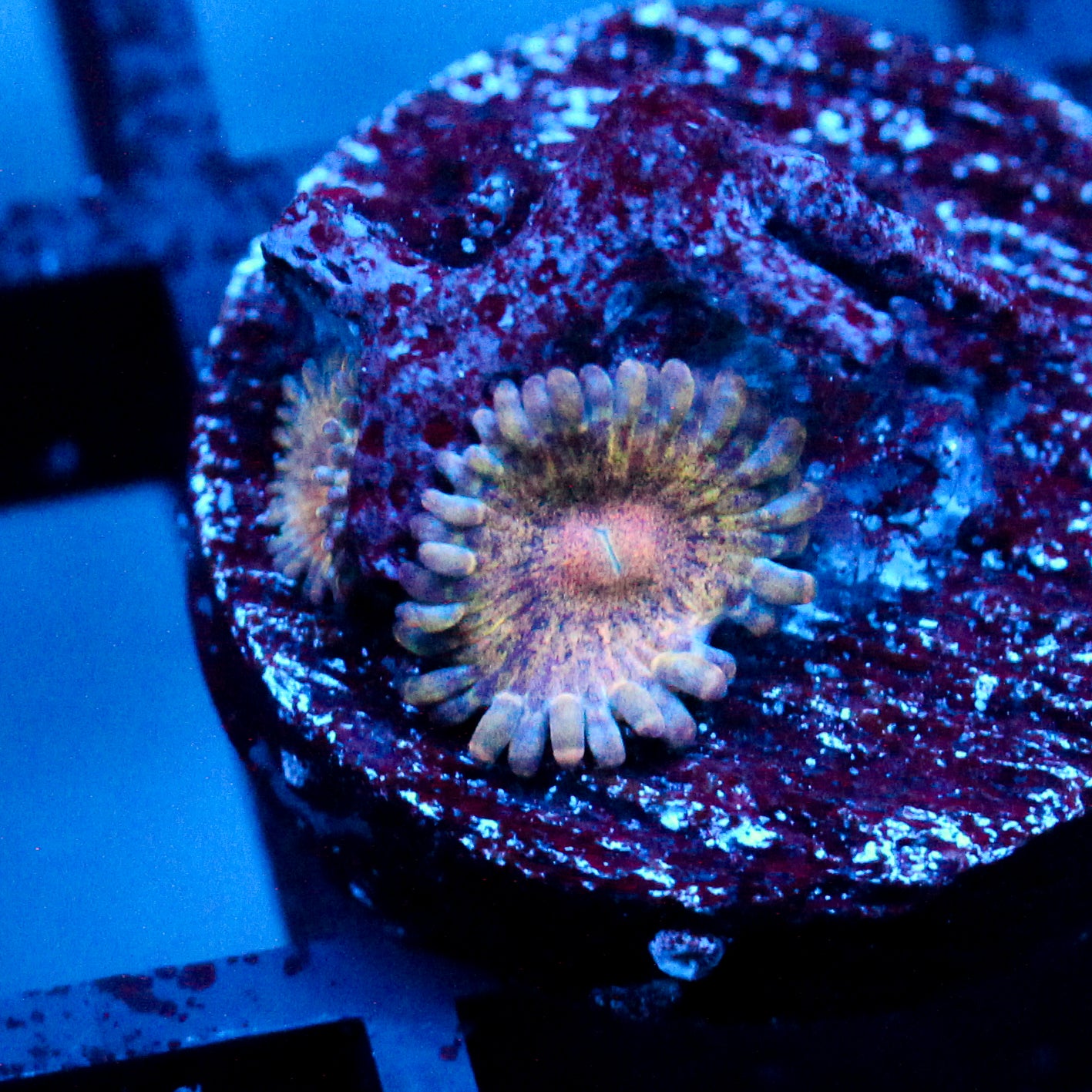 JC Oceanside Zoanthid
