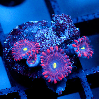 JC Purple People Eater Zoanthid
