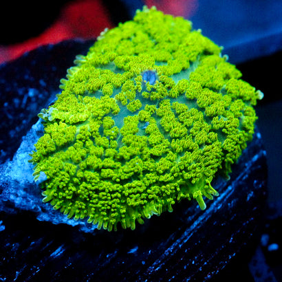 JC Neon Green Rhodactis