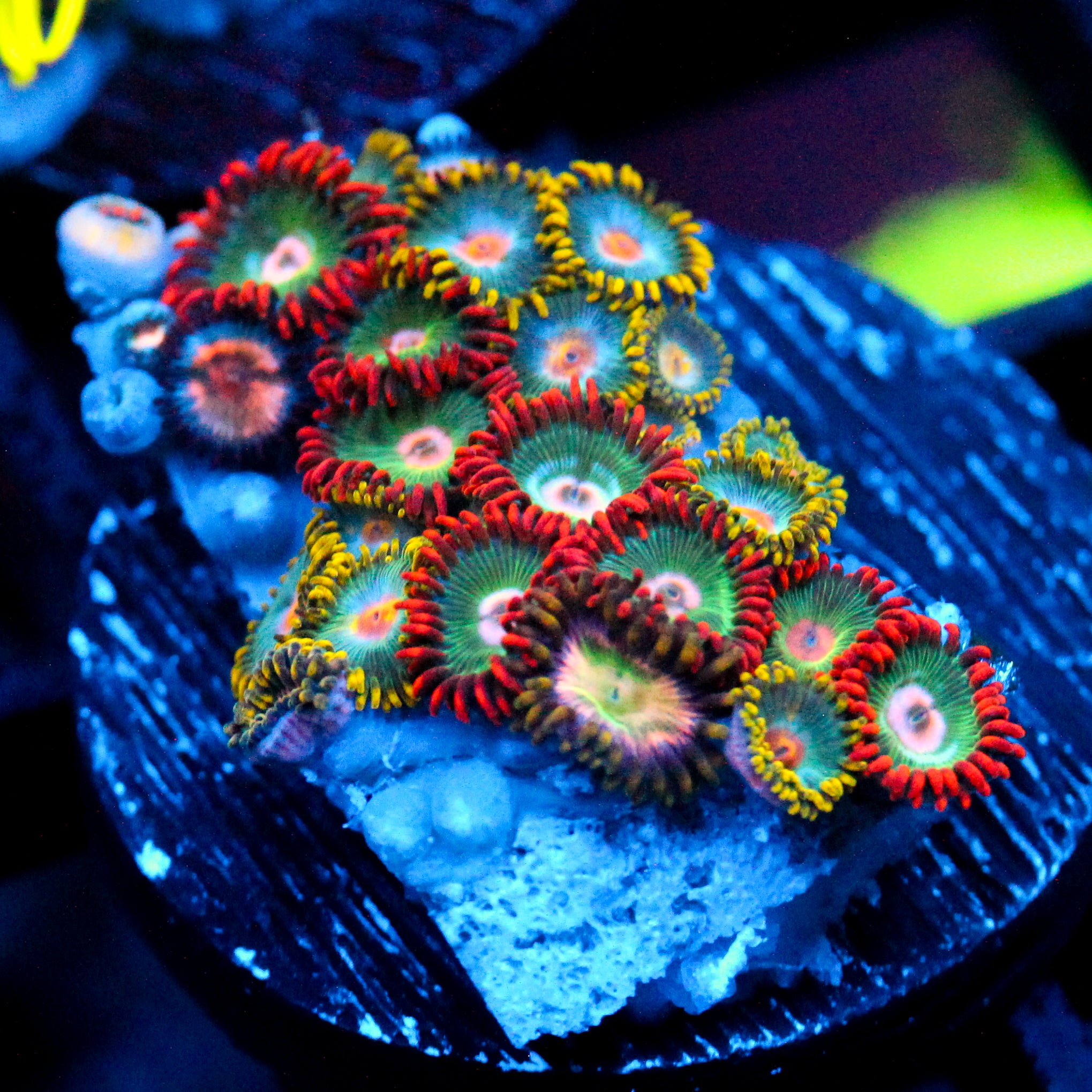 JC Saturn Zoanthid mix