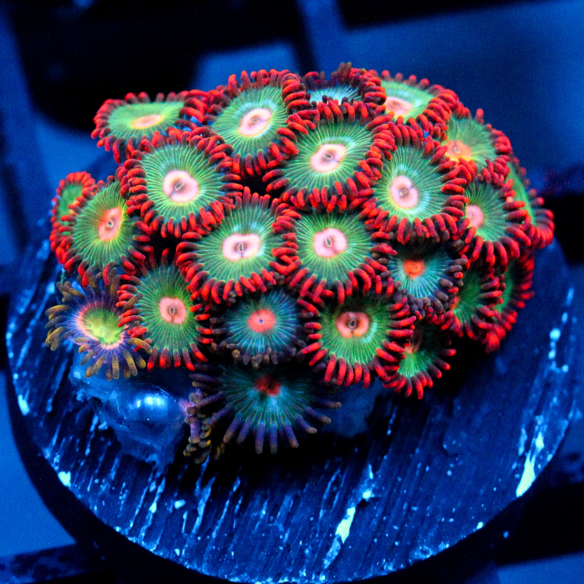 JC Gatorade Zoanthids