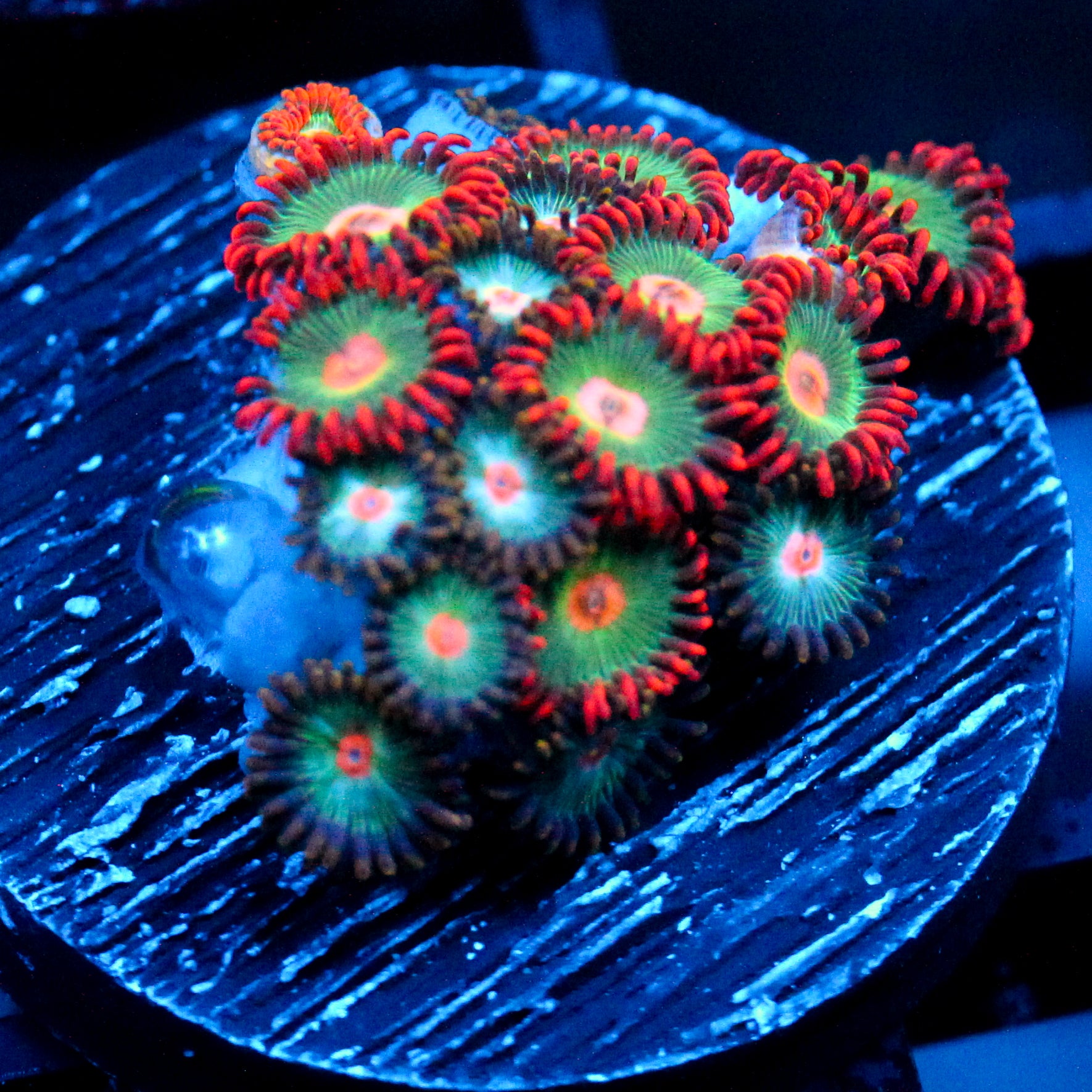 JC Gatorade Zoanthids Mix