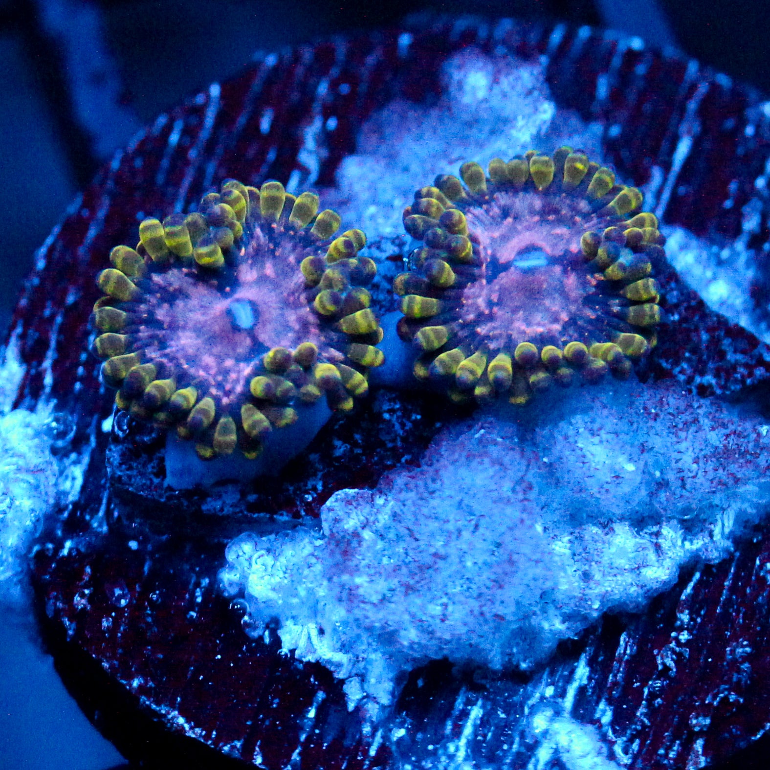 JC Purple Monster Zoanthid