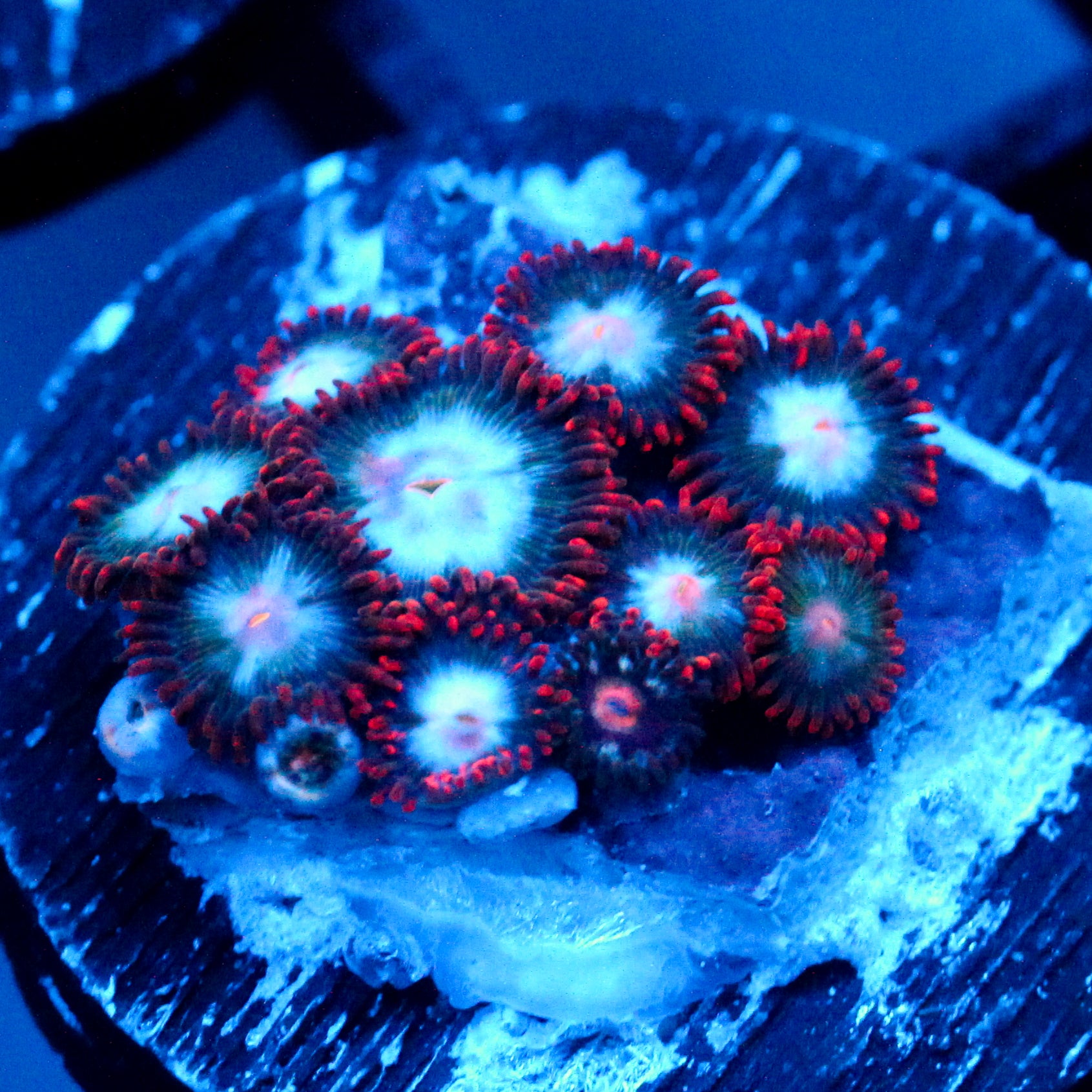 JC Edge of Reality Zoanthid