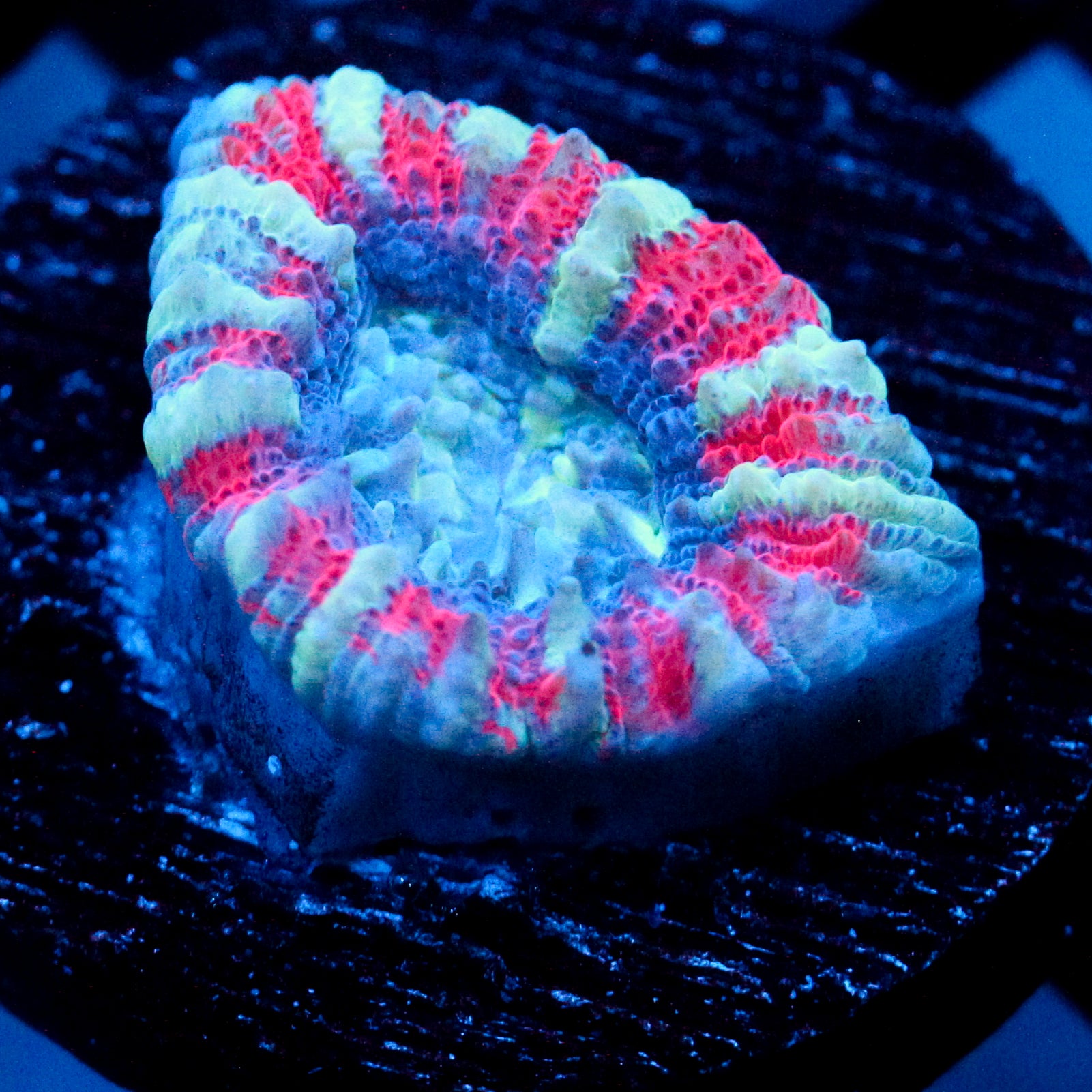 JC White Tiger Acan