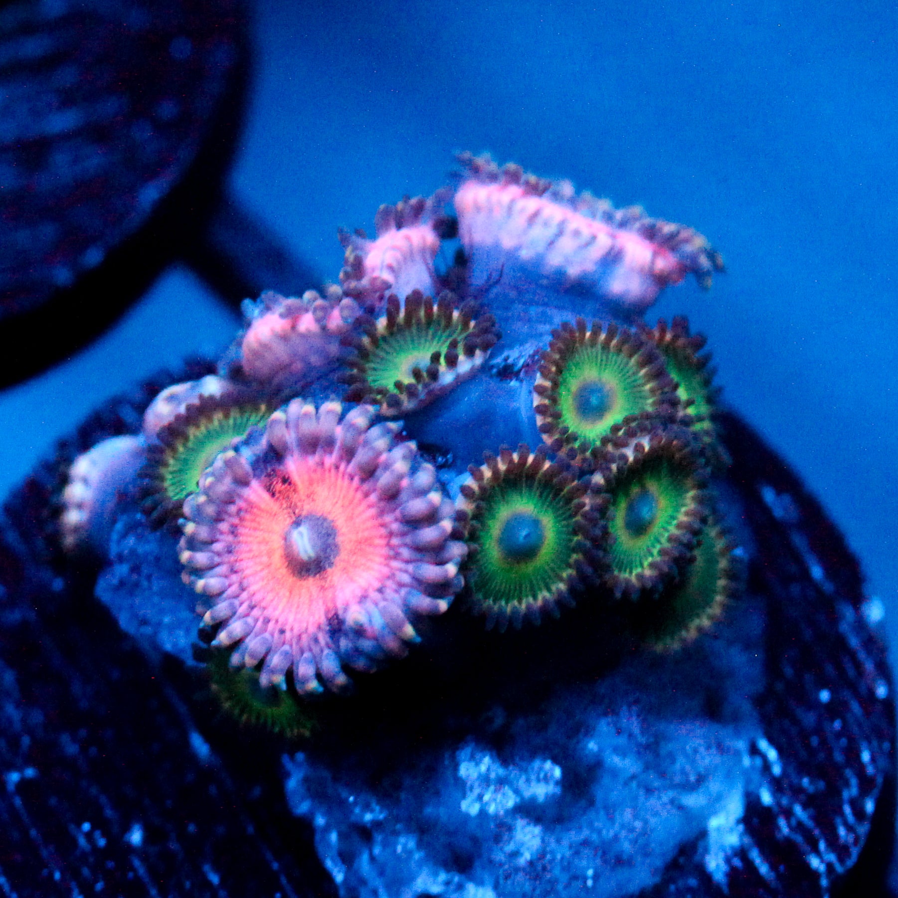 JC Pink Insanity Zoanthid Mix