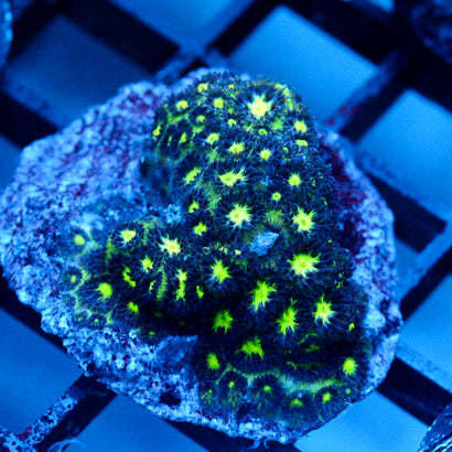 JC Blue Hype Leptastrea