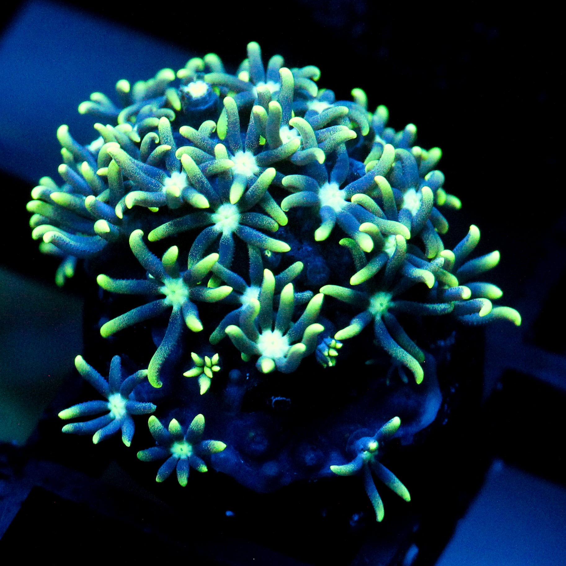 JC GSP