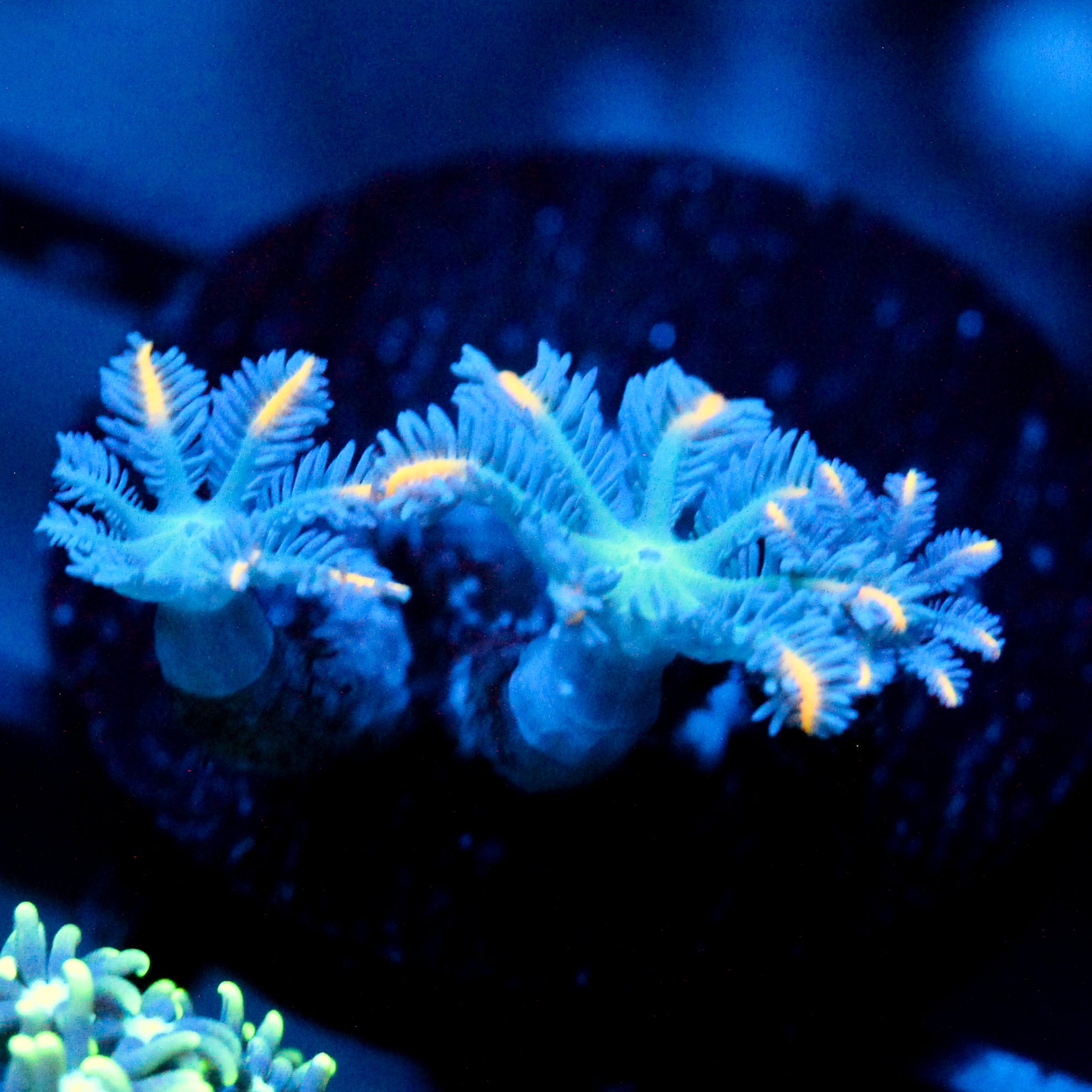 JC Orange Clove Polyp