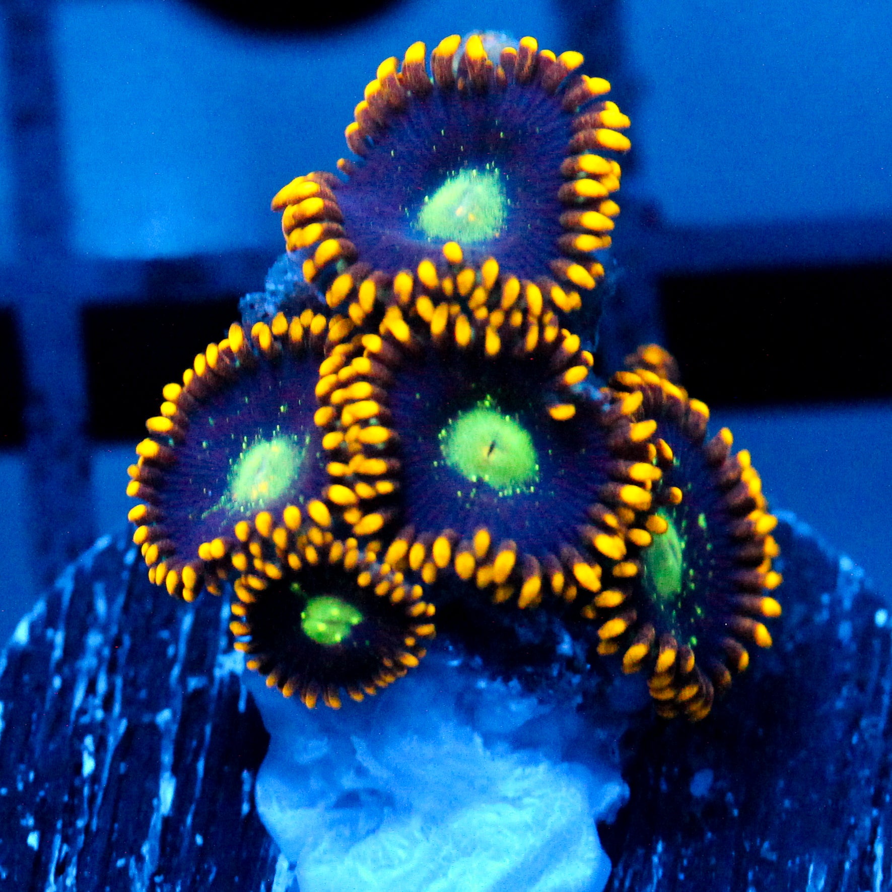 JC Dominator Zoanthid