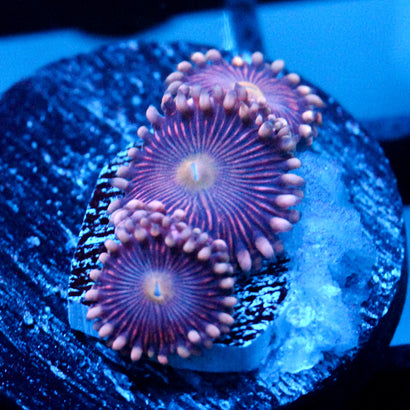 JC Purple Star Zoanthid