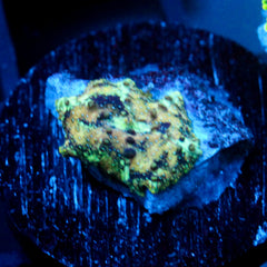 shopify auction