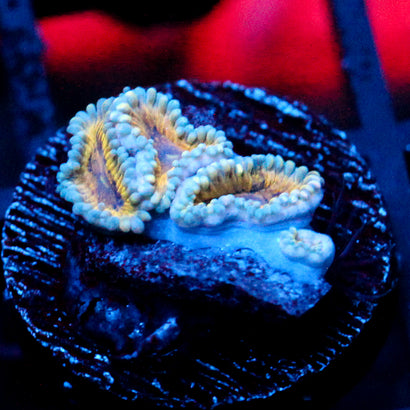 JC Blue Seam Zoanthid