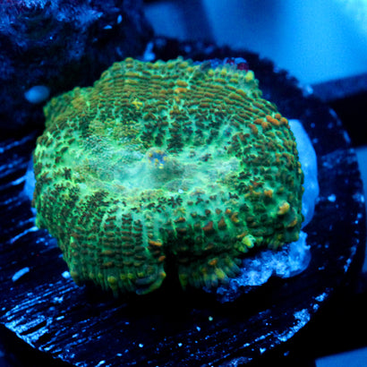 JC Lush Biome Rhodactis