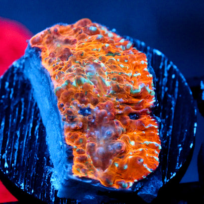 JC Heatran Chalice