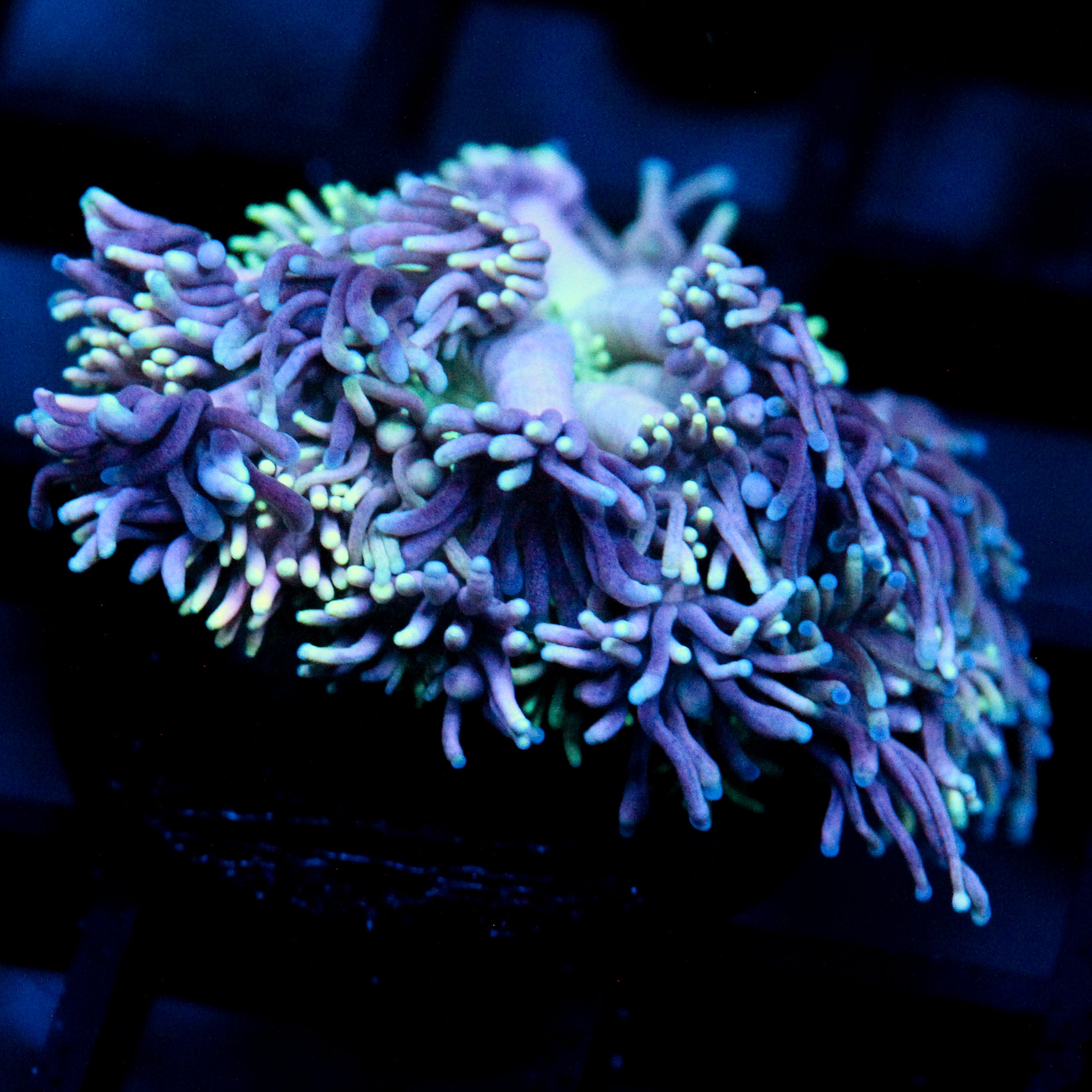 JC Royal Takeover (Re-list)