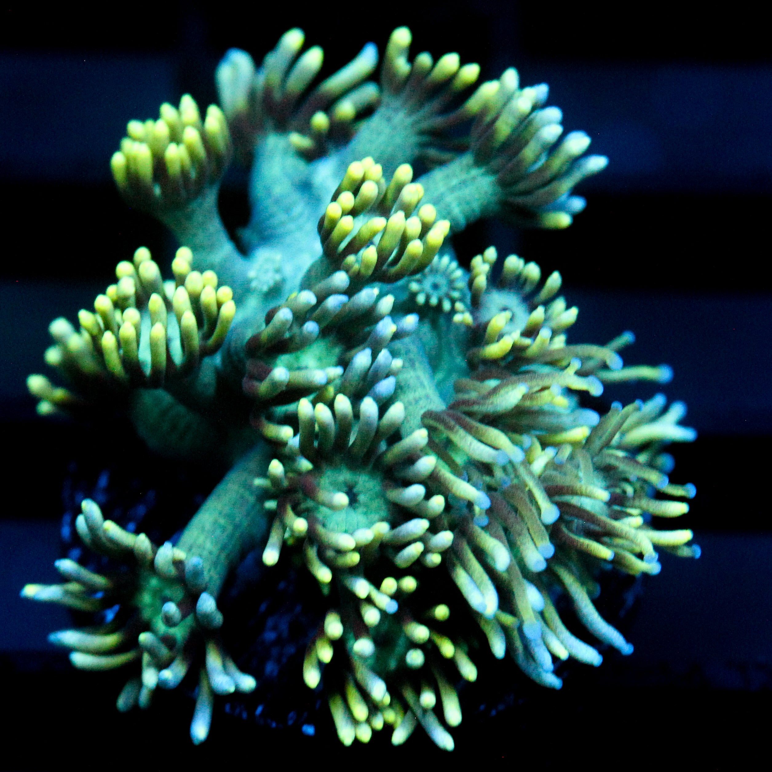 JC Electric Petals Goni