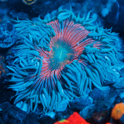 JC Ultra Rock Flower Anemone