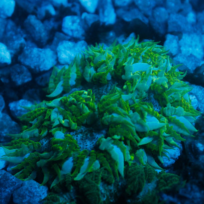 JC Ultra Rock Flower Anemone