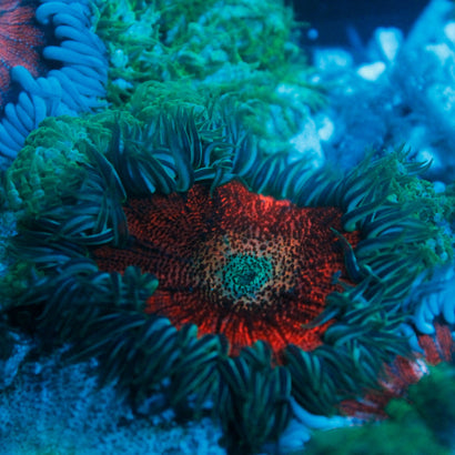 JC Ultra Rock Flower Anemone