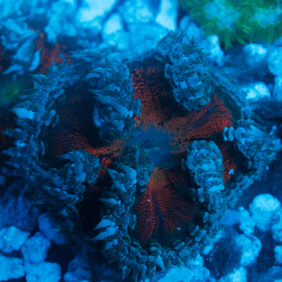 JC Ultra Rock Flower Anemone