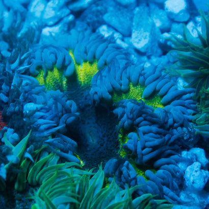 JC Ultra Rock Flower Anemone