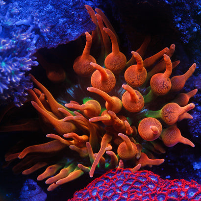 Colorado Sunburst Anemone