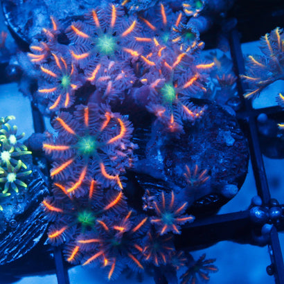 JC Red Clove Polyp