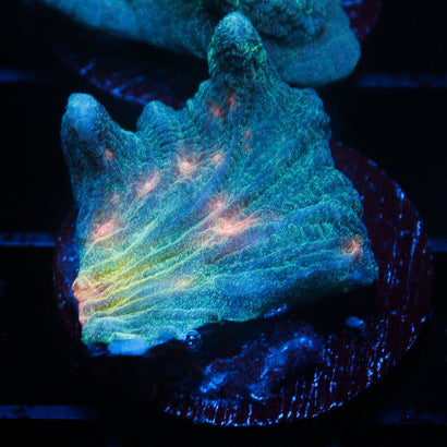 JC Outer Space Pectinia