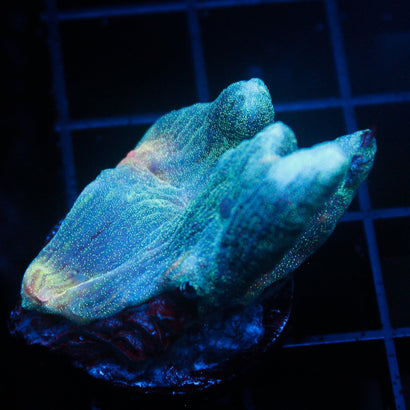 JC Space Zone Pectinia