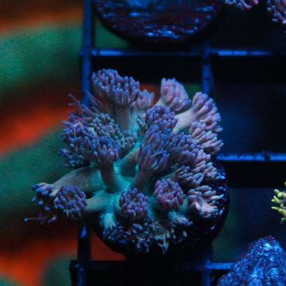 JC Blueberry Blast Goni