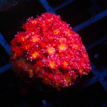JC Rose Yellow Goni