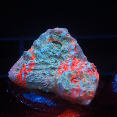JC Tidepool