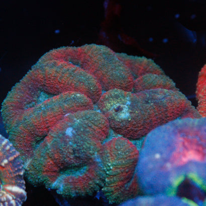JC Rainbow Symphyllia