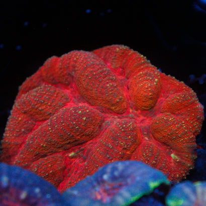JC Rainbow Symphyllia