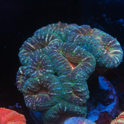 JC Rainbow Lobophyllia