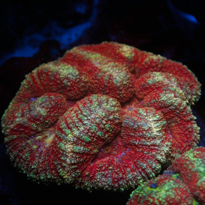 JC Rainbow Symphyllia