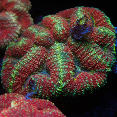 JC Rainbow Symphyllia