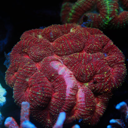 JC Rainbow Lobophyllia