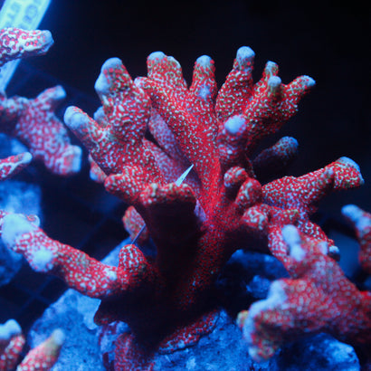 JC Blazin Digitata Colony