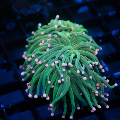 JC Green Tides Mini Colony