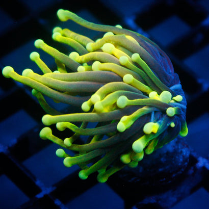 JC Neon Dreams
