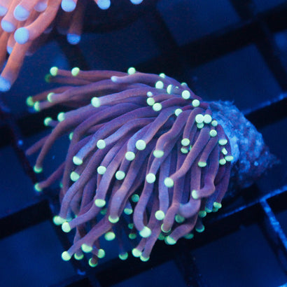 JC Black Light Torch