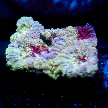 JC Pandora's Box Favia (Last one)