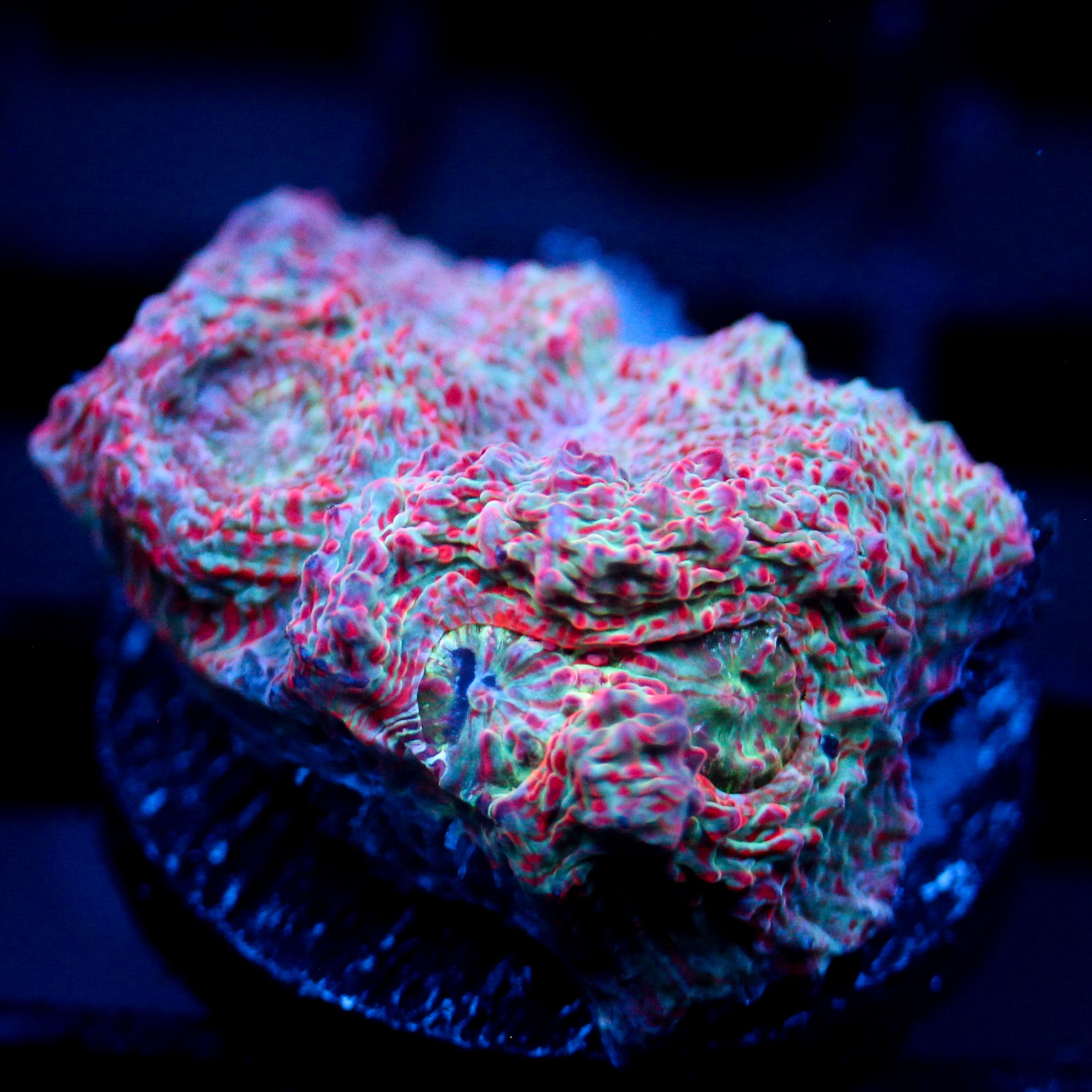 JC Cotton Candy Conniption Chalice