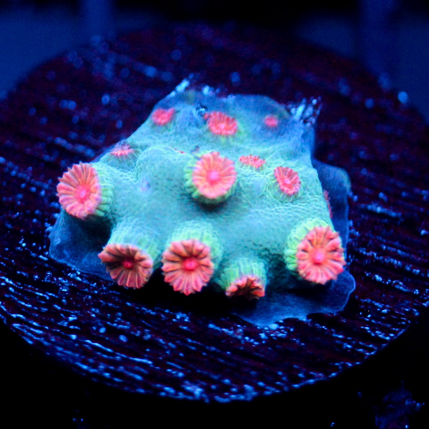JC Meteor Shower Cyphastrea