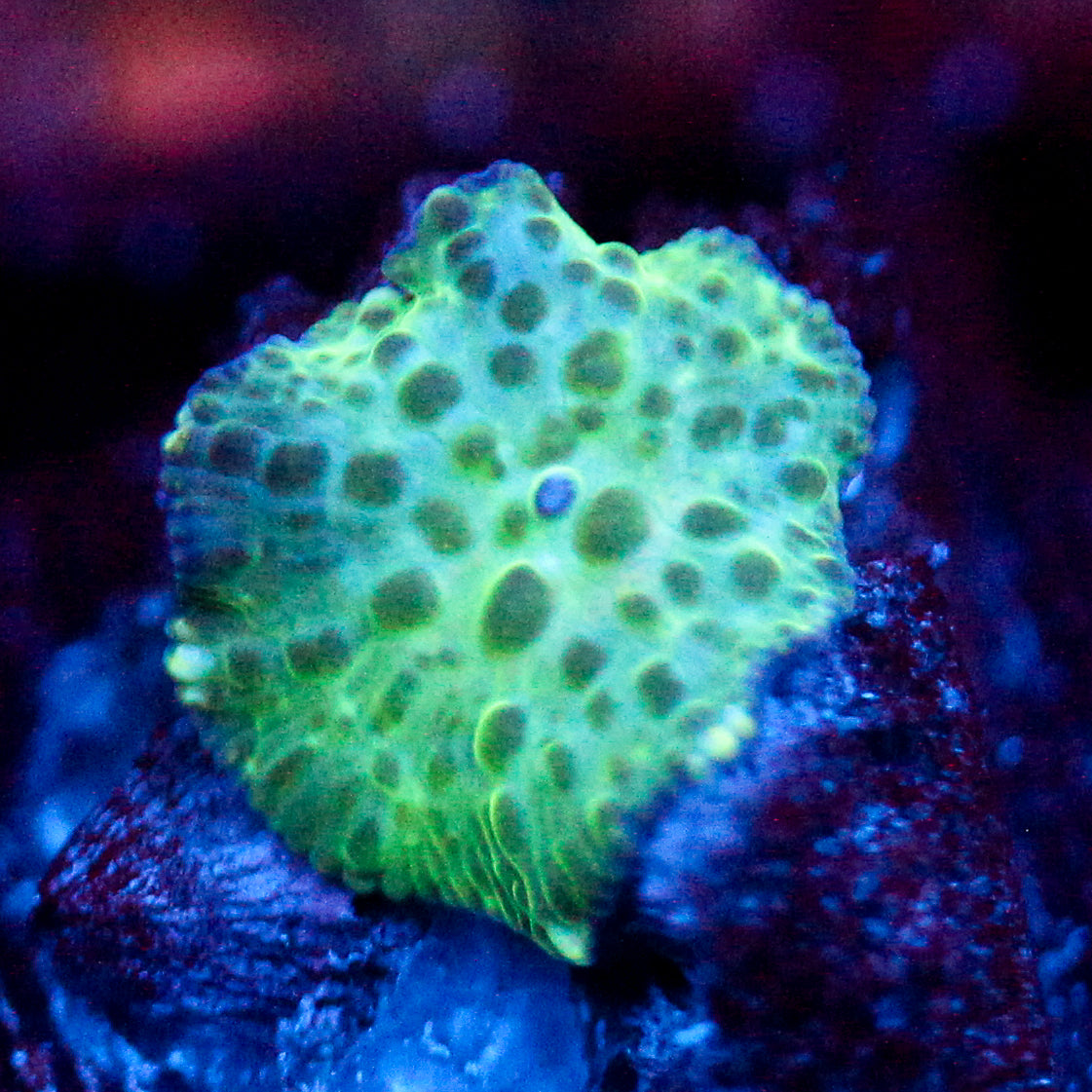 JC Frog Skin Discosoma