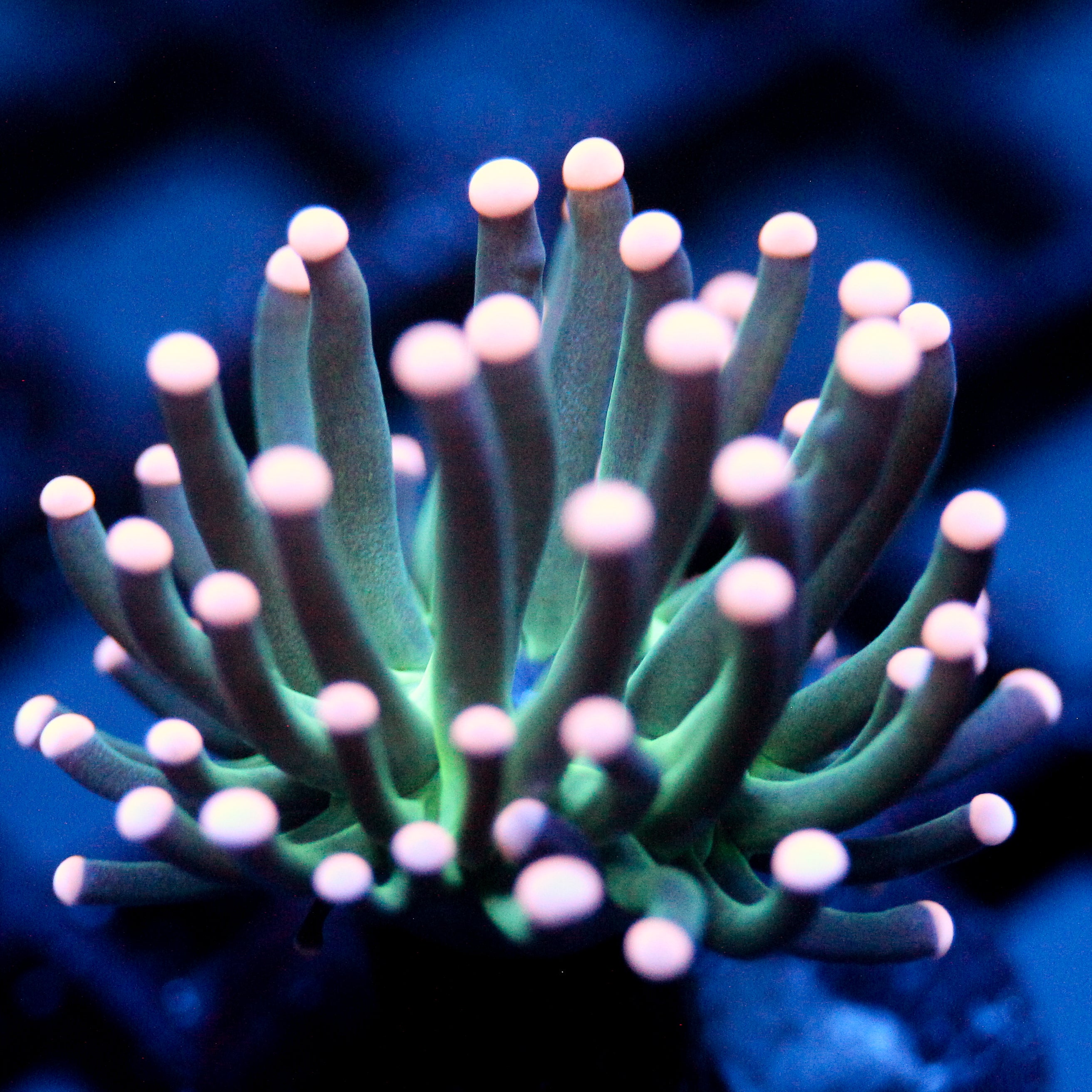 JC Pink Tip Hurricane Torch